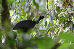 Oreophasis derbianus