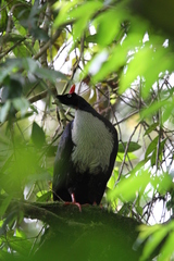 Oreophasis derbianus