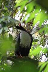 Oreophasis derbianus