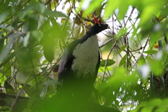 Oreophasis derbianus