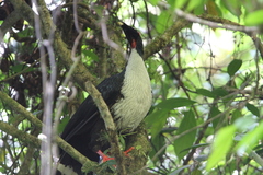 Oreophasis derbianus