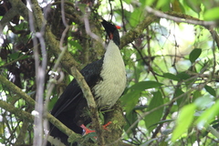 Oreophasis derbianus