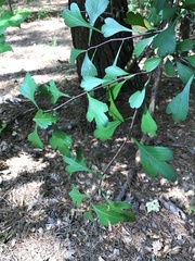 Crataegus spathulata
