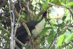 Oreophasis derbianus