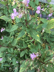 Impatiens glandulifera