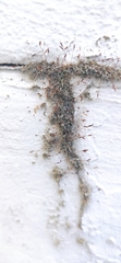 Tortula muralis