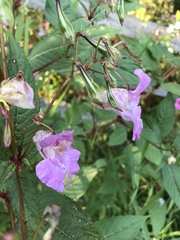 Impatiens glandulifera