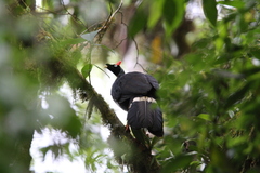 Oreophasis derbianus