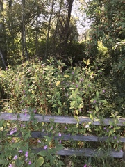 Impatiens glandulifera
