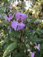 Impatiens glandulifera