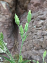 Silene aprica
