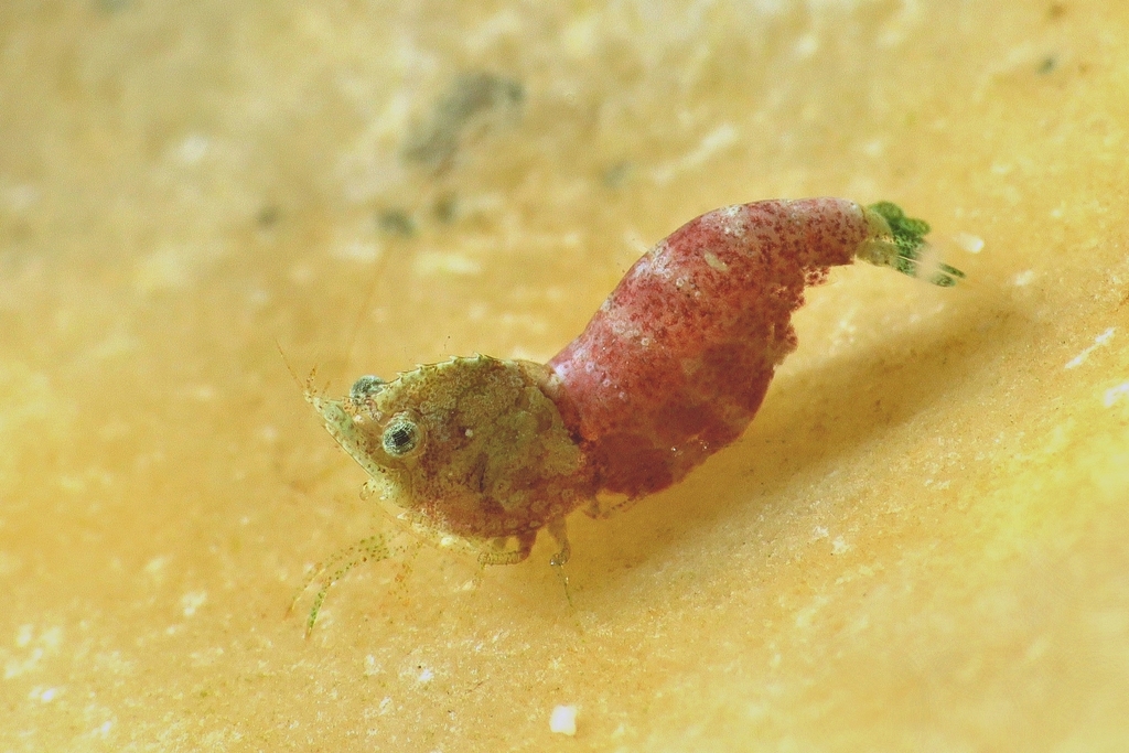 Thorella