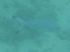 Caesio lunaris