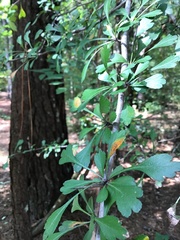 Crataegus spathulata
