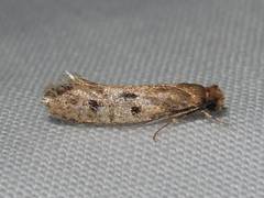 Niditinea orleansella