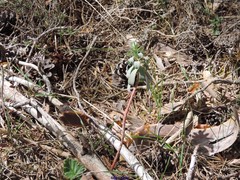 Euphorbia nicaeensis