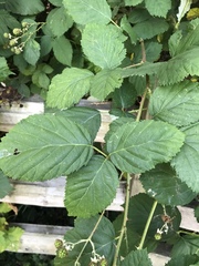 Rubus armeniacus