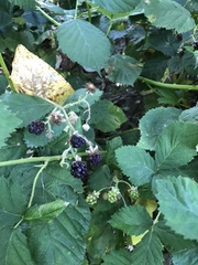 Rubus armeniacus