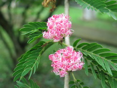 Calliandra riparia