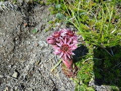 Sempervivum caucasicum