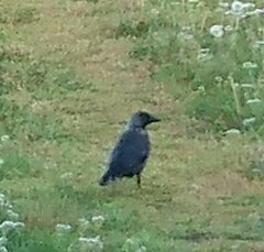 Corvus monedula