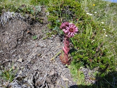 Sempervivum caucasicum