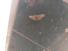 Peribatodes rhomboidaria