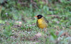 Catharus dryas