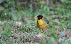 Catharus dryas