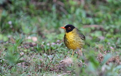 Catharus dryas