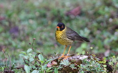 Catharus dryas