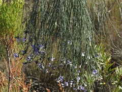 Psoralea pullata