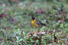 Catharus dryas