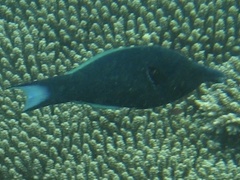 Gomphosus caeruleus