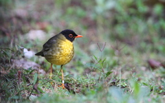 Catharus dryas