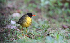 Catharus dryas