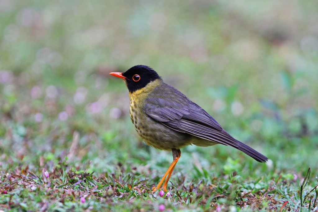 Yellow-throated Nightingale-Thrush (Catharus dryas) photo