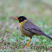 Yellow-throated Nightingale-Thrush - Photo (c) Christoph Moning, some rights reserved (CC BY), uploaded by Christoph Moning