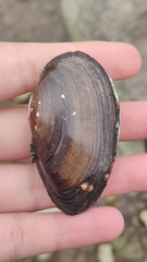 Bivalvia