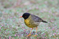 Catharus dryas