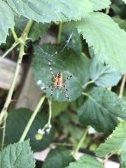 Araneus diadematus