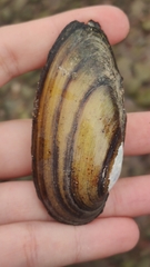 Unio pictorum