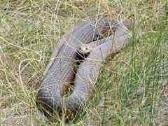 Copperhead Snake photo 5