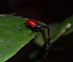 Trachelophorus giraffa