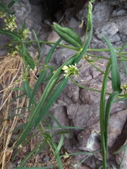 Vincetoxicum sibiricum