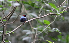 Chiroxiphia linearis
