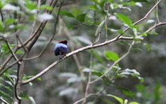 Chiroxiphia linearis