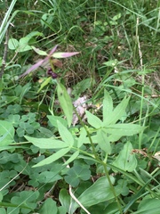 Cardamine bulbifera