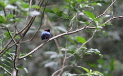Chiroxiphia linearis