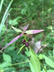 Cardamine bulbifera